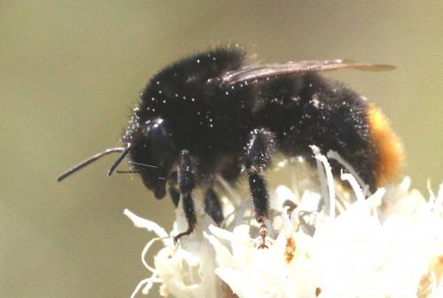 Bombus sp.
